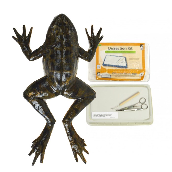 Frog dissection coloring answer key