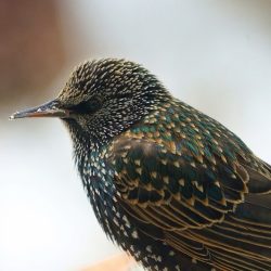 Starlings lagret