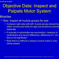 The neurological system part 2 ati