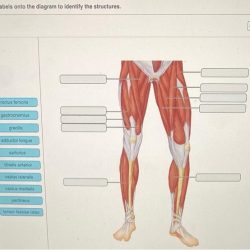 Drag labels diagram identify onto labeling activity figure structures functions solved