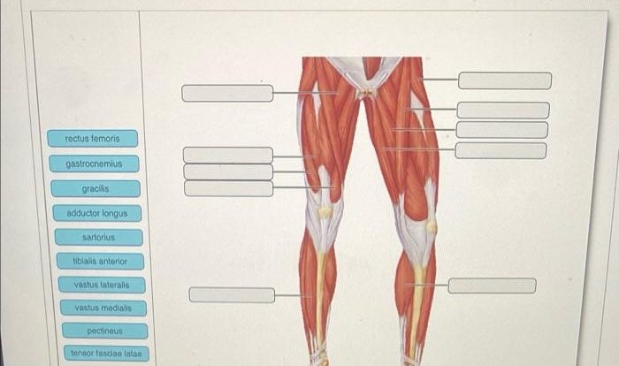 Drag labels diagram identify onto labeling activity figure structures functions solved