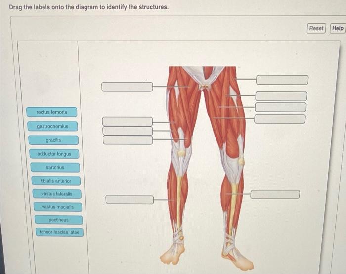 Drag labels diagram identify onto labeling activity figure structures functions solved