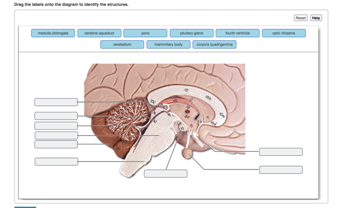 Drag the labels onto the diagram to identify the structures