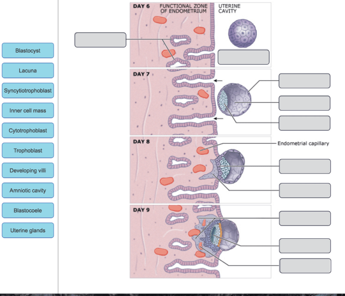 Drag the labels onto the diagram to identify the structures